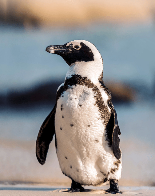 东启网 把企鹅从南半球带到北半球，需要倒时差吗？